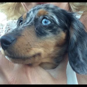 Meet your Posher, Dawn